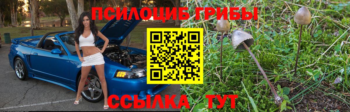 Шадринск  Псилоцибиновые грибы прущие грибы  где найти наркотики  Вход с VPN  Галлюциногенные грибы ЛСД 